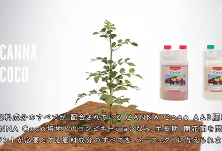 CANNA COCOの使い方 | CANNA Japan
