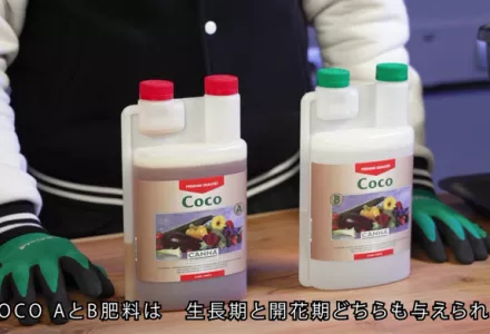 CANNA COCO | CANNA Japan